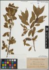 Foto von Salix pentandra L.